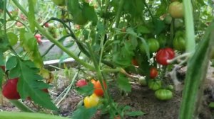 Томат  ТРЮФЕЛЬ / Детерминантные  сорта томатов