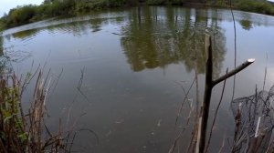 Неожиданный клев белого амура. Ловля на малом озере.