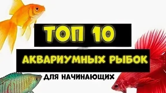ТОП 10 НЕПРИХОТЛИВЫЕ АКВАРИУМНЫЕ РЫБКИ для НАЧИНАЮЩИХ