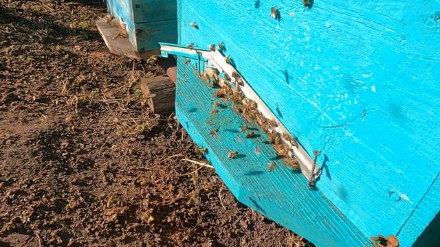 Облёт пчёл и первая пыльца. смотреть онлайн