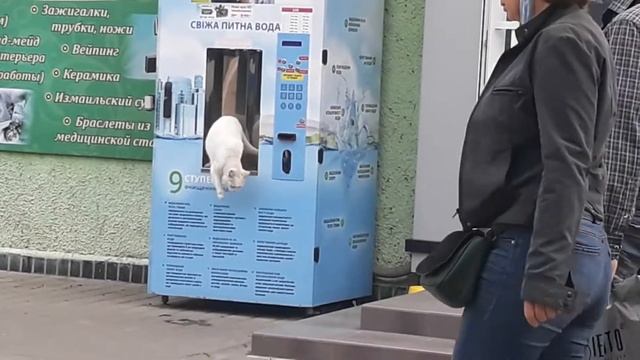 очищенная вода для кошек смотреть онлайн