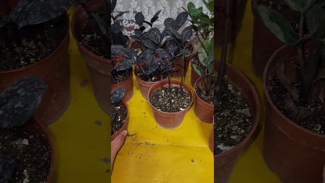 N⁰-275.Замиакулкась парвариши ва деткалари сотувда смотреть онлайн