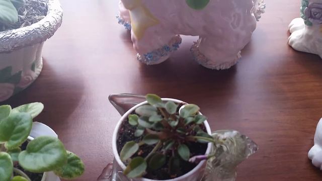 African violet collection (trailers) смотреть онлайн