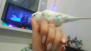 попугай  говорит что он молодец)