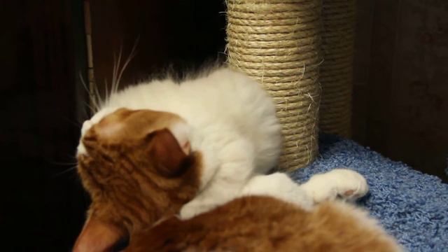 Терпеливый нянь. смотреть онлайн