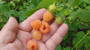 Малина летняя сорт Валентина