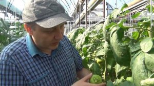 Израстание плода томата из-за неправильного искусственного опыления (15-05-2018)