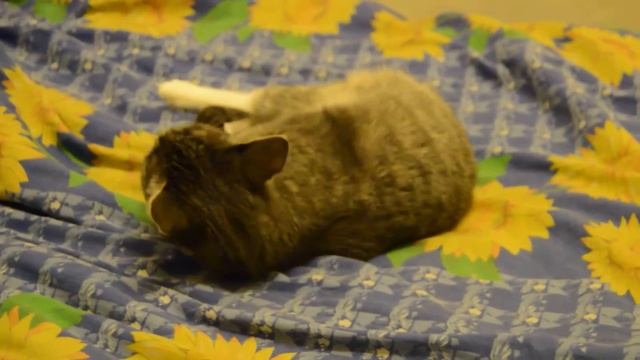 Когда ночью не можешь уснуть смотреть онлайн