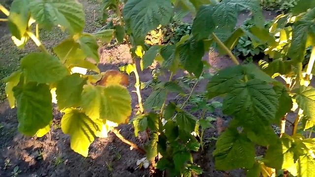 Молодые Побеги Пересаживаю на Новое МЕСТО Малины сорта ЖЁЛТАЯ МЕДОВАЯ!!! ???? 23 сентября 2023г смотреть онлайн