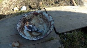 Дымовая шашка для теплицы!