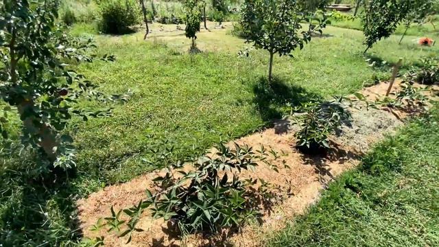 Саженцы от Ежемарины - брать или не стоит? А если не у нее, то где? смотреть онлайн