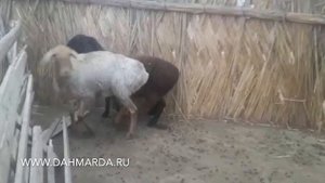 Как зимуют Гиссарские овцы и саги дахмарда.