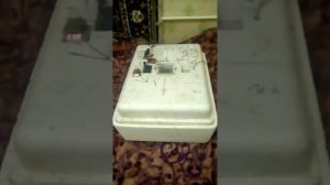 Подготовка банана к посадки семян