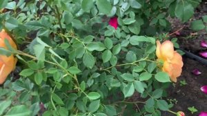 Розы Д.Остина?