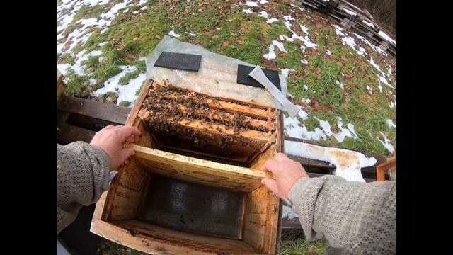 Подкормка зимой сырость в ульях Майский мед ранний старт пчелосемей смотреть онлайн
