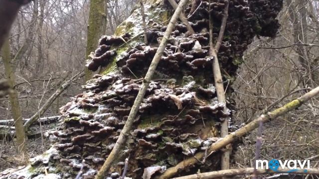 Зимний грибной сезон продолжается. Курская область 14.12.2019 г. смотреть онлайн