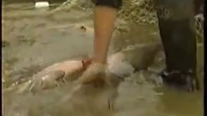 Браконьеры  на Дальнем Востоке.Заготовка красной икры.