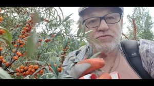 Подберёзовики, свинушки, мухоморы, икра получилась.