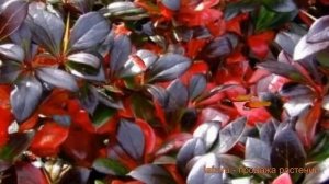 Барбарис средний Ред Джуэл (red jewel) ? обзор: как сажать, саженцы барбариса Ред Джуэл