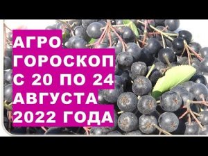 Агрогороскоп с 20 по 24 августа 2022 года