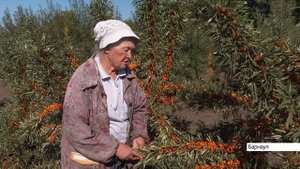 Барнаульский селекционер, которая вывела облепиху без колючек, рассказала о новых сортах ягод