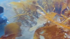 ООО Рыбный берег. Морские  ежи Баренцева моря