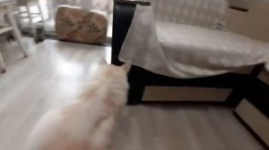 Радость для Мейн-куна ??