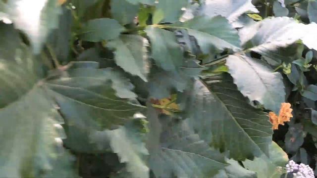 ОСЕНЬ В ДЕРЕВНЕ смотреть онлайн