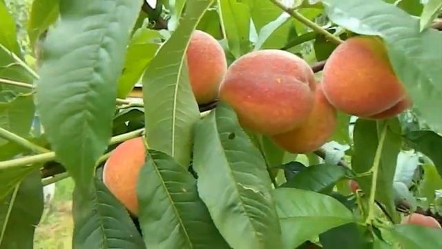 Персик ранній смотреть онлайн