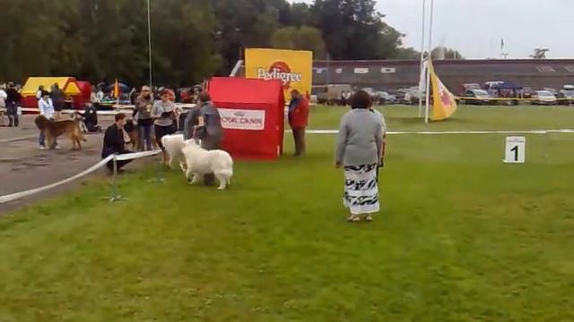 Pyrenees, Dog Show 20/08/2011 Novgorod.mp4 смотреть онлайн
