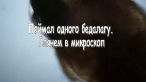 Gyrodactylusгиродактилус. рыба трётся о грунт. склеенные плавники разрушаются. плавает палкообразо.