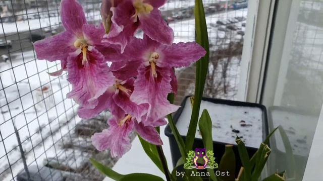 #Орхидея #Камбрия. Декабрьское цветение 2020г