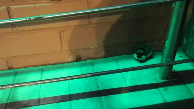 #Хибинынаши Леменги такие милые создания. смотреть онлайн