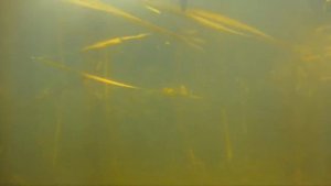 подводная охота в Самаре