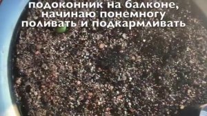 Тюльпаны на балконе - 2 ???