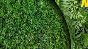 Как избавиться от морковной мухой