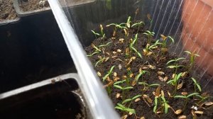 Как просто вырастить тую из семян. Итоги посевной. Туя и Лиственница.