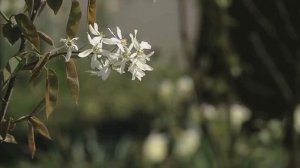 Седакъет Керимова: Ахвар авач вилера