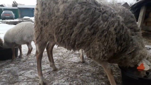 Катумские овцы начинают линять.1 марта. смотреть онлайн