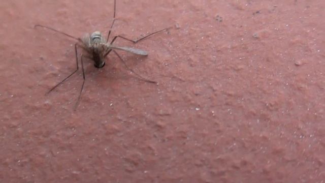 canon powershot sx50 hs video test (killing mosquito) смотреть онлайн