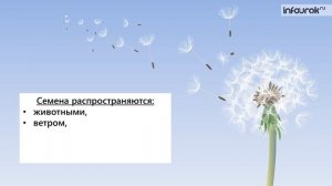 Плоды. Распространение плодов и семян | Биология 6 класс #31 | Инфоурок