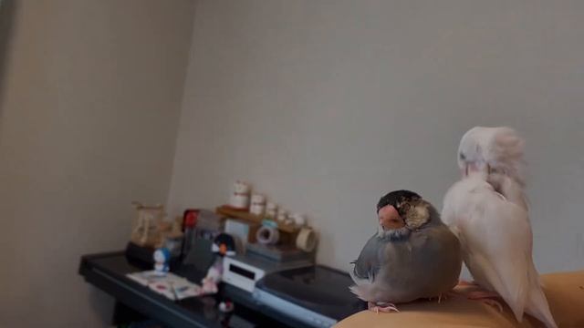 【文鳥劇場】れいとらら　なかよし日記　#371 смотреть онлайн