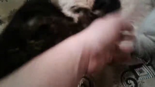 Котята в хорошие руки
