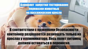 Аэрофлот  запустил тестирование перевозки животных на пассажирском кресле