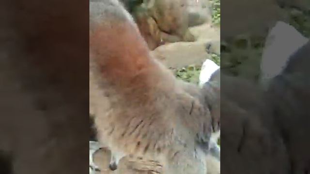 Московский Зоопарк беленький мишка, хромая обезьянка,горила и бумажный заяц,кошачий лемур и другие! смотреть онлайн