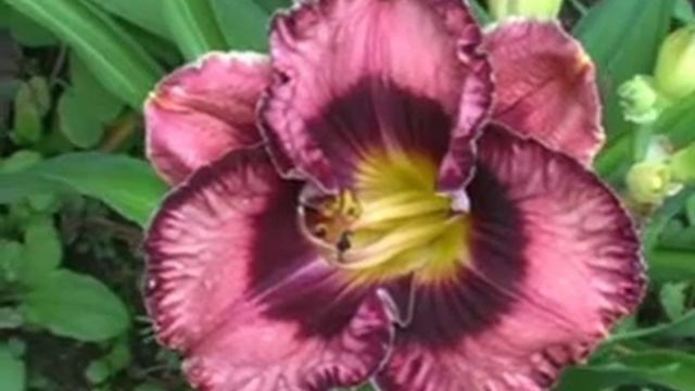 Лилейник daylily ROCK CANDY смотреть онлайн