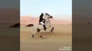 Самый быстрый лошадь в мире