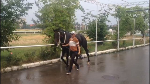 Караваджо (Каро-Джан - Ракета) 2016 г.р. смотреть онлайн