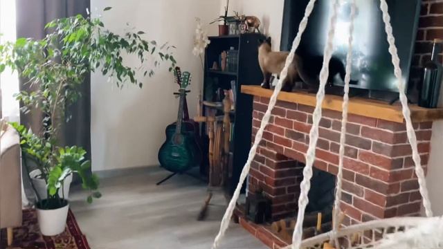 Растения от простых до редких. С описанием сортов.