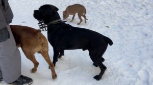 Кане Корсо Питбуль и Боксёр Тайсон